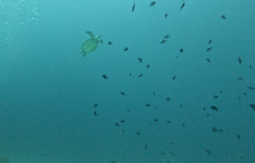 Green Sea Turtle — seen at this dive site