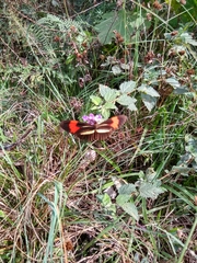 Heliconius erato phyllis