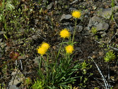 Erigeron bloomeri