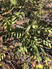 Cassia abbreviata subsp. beareana image
