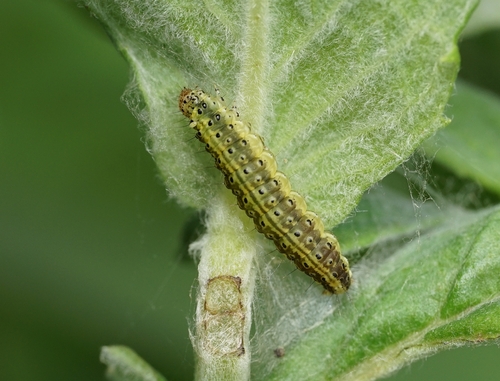 Mint Moth, photo 4 of 9
