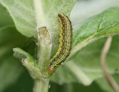 Mint Moth, photo 2 of 9