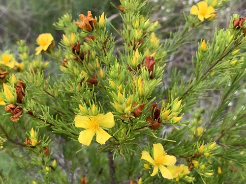Apalachicola St. Johnswort (Hypericum chapmanii)