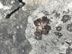 Dermatocarpon dolomiticum