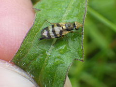 Urophora