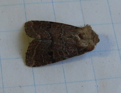 Protorthodes oviduca