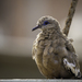 West Peruvian Dove - Photo (c) Ariel Florentino, some rights reserved (CC BY-NC), uploaded by Ariel Florentino