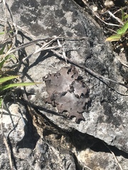 Dermatocarpon dolomiticum