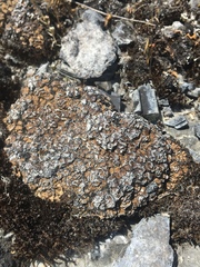 Placidium squamulosum