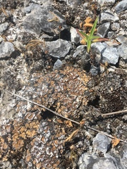 Placidium squamulosum