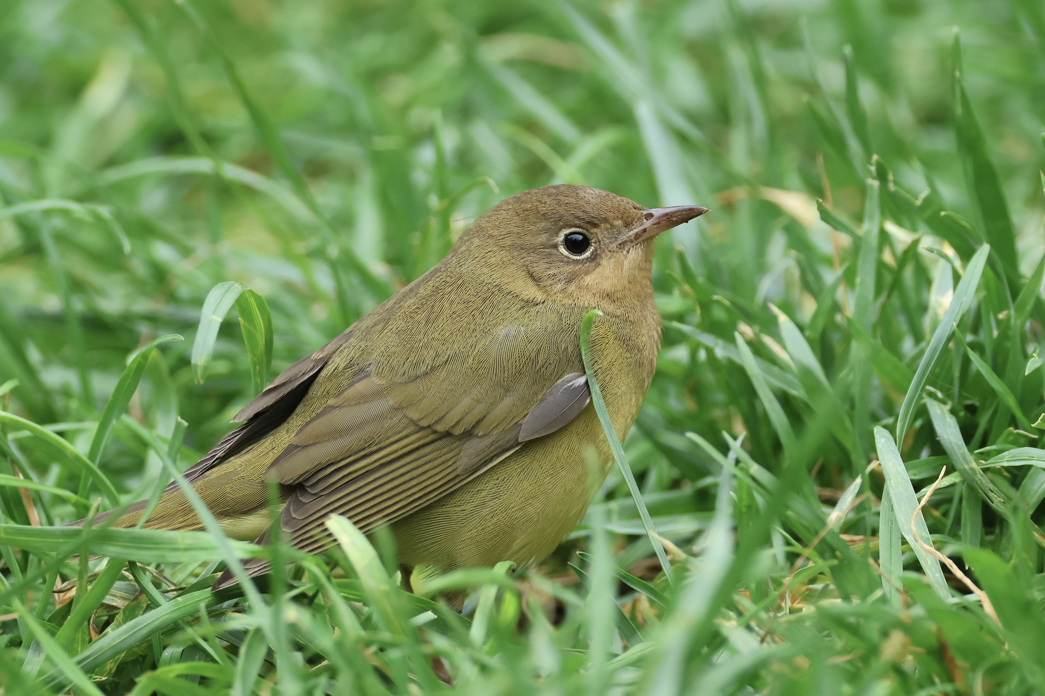 Connecticut Warbler (Oporornis agilis)