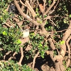 Passer domesticus