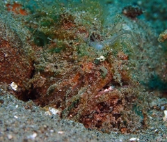 Antennarius striatus