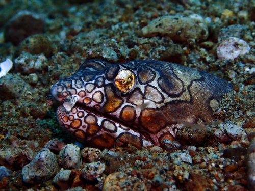 Ophichthus bonaparti