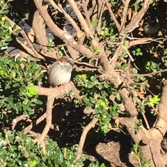 Passer domesticus