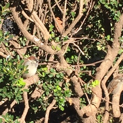 Passer domesticus