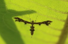 Geina periscelidactylus