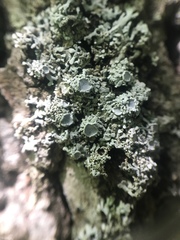 Physconia subpallida