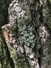 Physconia subpallida