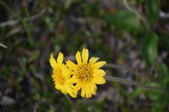 Arnica griscomii