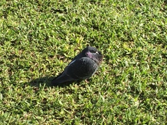 Columba livia domestica