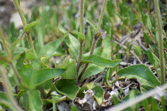 Arnica griscomii