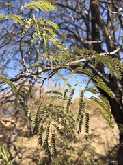 Albizia brevifolia