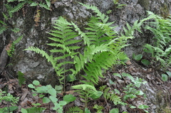 Athyrium