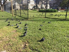 Columba livia domestica