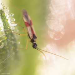 Tupiocoris californicus