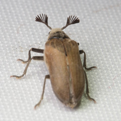 Sandalus californicus