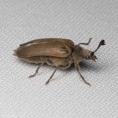 Sandalus californicus