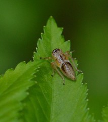 Bathysmatophorinae