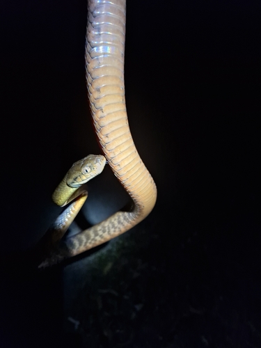 Brown Tree Snake sighting