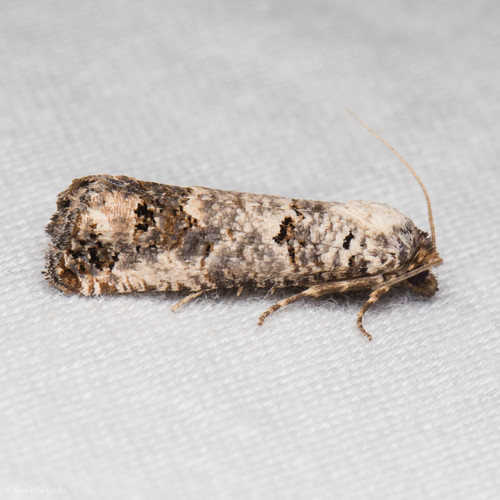 Pelochrista eburata