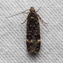 Chionodes lophosella