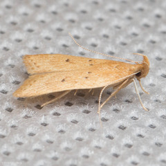 Helcystogramma badia