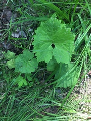 Petasites frigidus