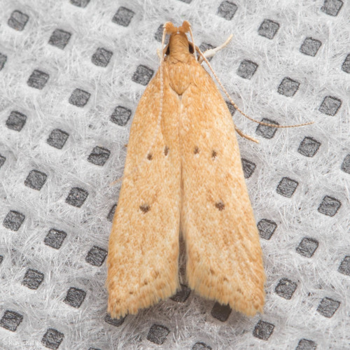 Helcystogramma badia photo 2