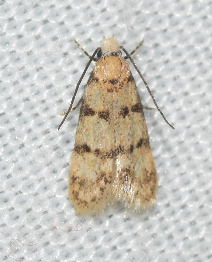Symmoca senora
