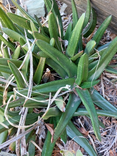 Tugela Oxtongue (Gasteria tukhelensis)