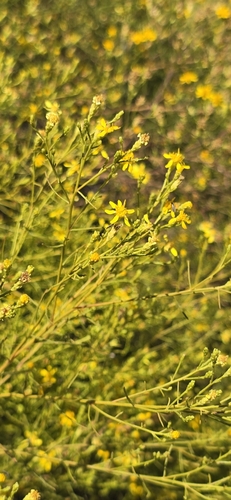 Image of Gutierrezia californica by (c) Jonas Katona, some rights reserved (CC BY)
