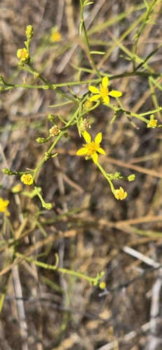 Image of Gutierrezia californica by (c) Jonas Katona, some rights reserved (CC BY)