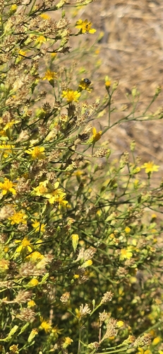 Image of Gutierrezia californica by (c) Jonas Katona, some rights reserved (CC BY)