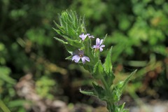 Epilobium densiflorum