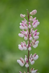 Lupinus perennis