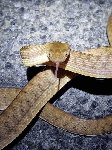 Brown Tree Snake sighting