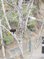 Psarocolius decumanus