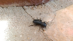 Zopheridae