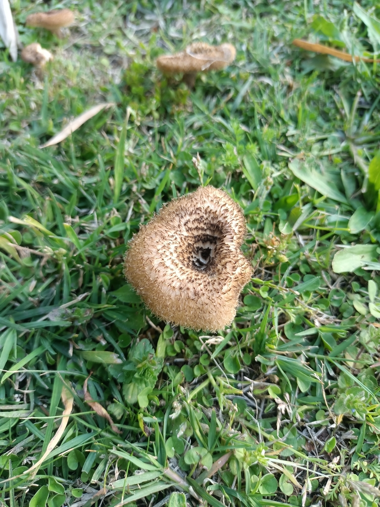 Lentinus crinitus · September 2024 · photo: © maurozunino (iNaturalist, cc-by)